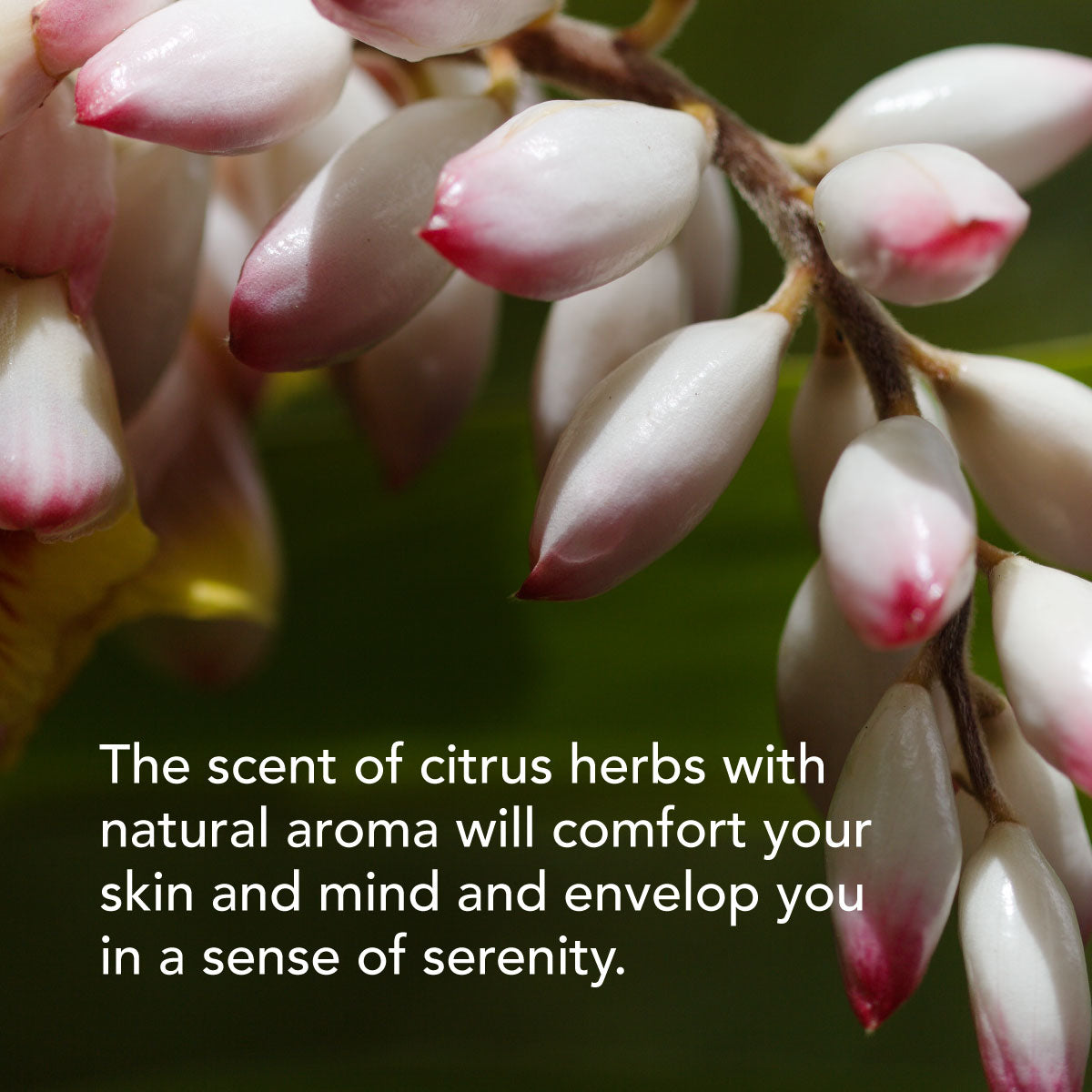 SEKKISEI BLUE Bounce Balancing Oil