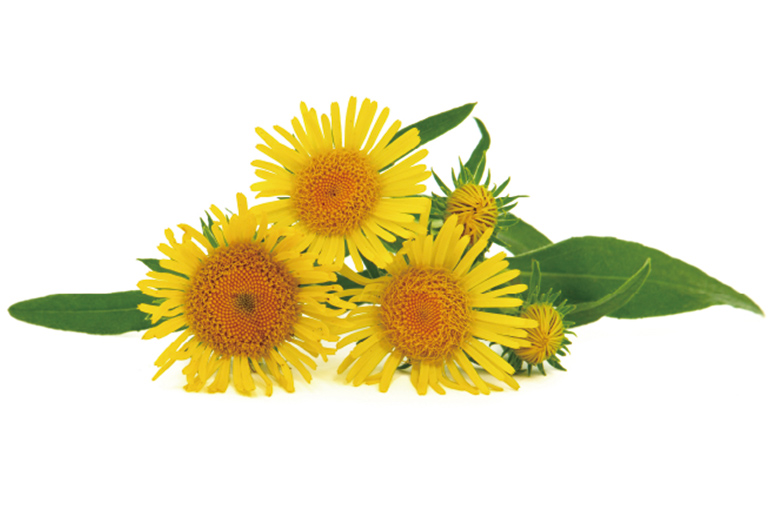 Inula flower extract