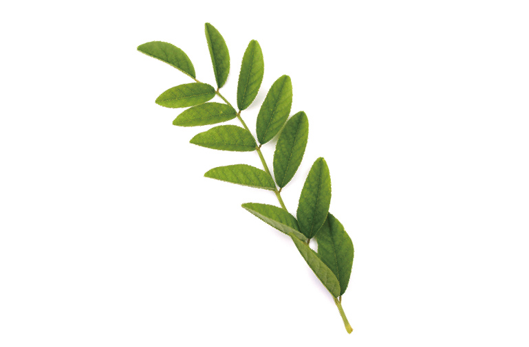 Licorice leaf extract