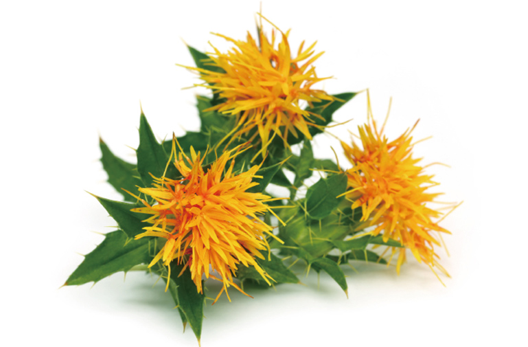 Safflower oil